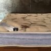 Koldra-alpaka-alpina-camel-rampicanti-140x200-240x200-9 Kołdra z wełny Alpaki Alpina Camel Rampicanti 200x200